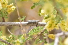 Chrysobothris merkelii