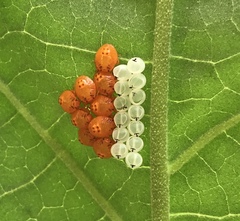 Edessa rufomarginata