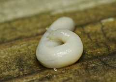 Selenochlamys ysbryda