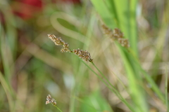 Carex diandra
