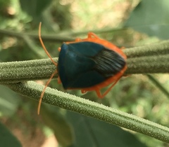 Edessa rufomarginata