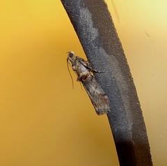 Trachonitis cristella