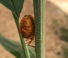 Edessa rufomarginata