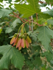 Acer granatense