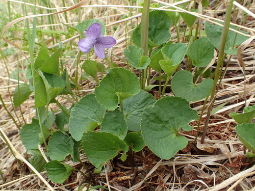 Viola langsdorffii, photograph 2