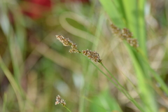 Carex diandra