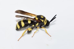 Leucospis gigas