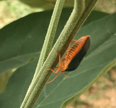 Edessa rufomarginata