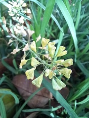 Capsella bursa-pastoris