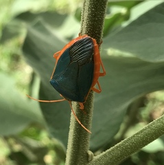 Edessa rufomarginata