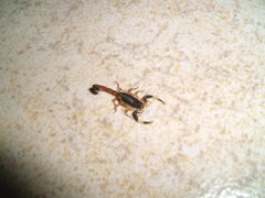 Centruroides flavopictus