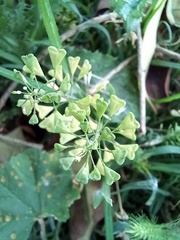 Capsella bursa-pastoris