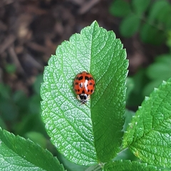 Harmonia axyridis