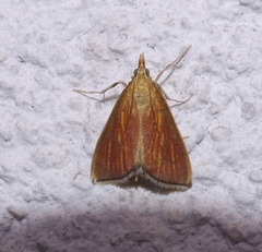 Nascia cilialis