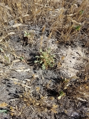 Chloropyron palmatum