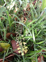 Capsella bursa-pastoris