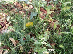 Capsella bursa-pastoris