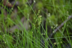 Carex disperma