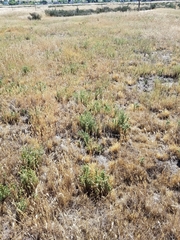 Chloropyron palmatum