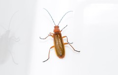 Rhagonycha nigritarsis