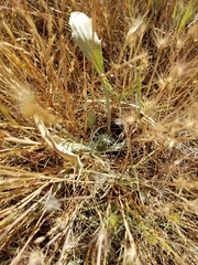 Eryngium aristulatum