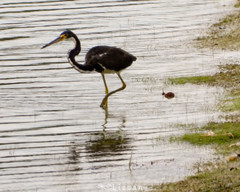 Egretta tricolor image