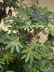 Fatsia