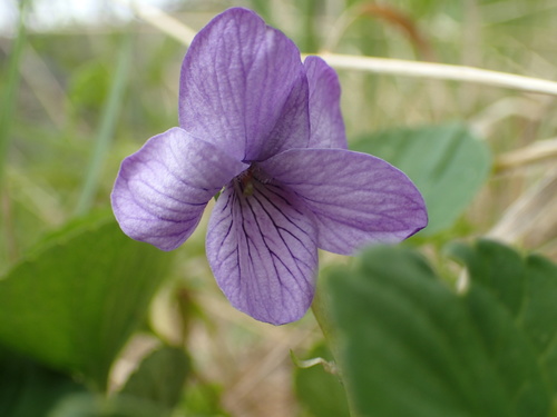 Viola langsdorffii, photograph 3