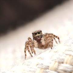 Pseudeuophrys lanigera