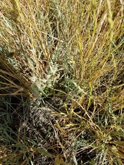 Eryngium aristulatum