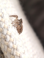 Pseudeuophrys lanigera