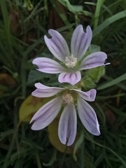 Malva multiflora