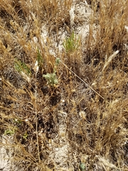 Chloropyron palmatum