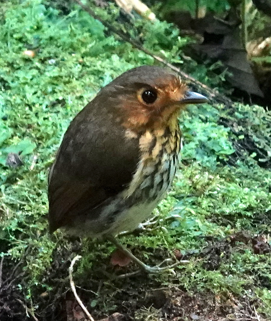 Ochre-breasted Antpitta