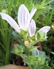 Malva multiflora