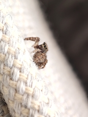 Pseudeuophrys lanigera