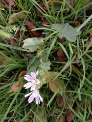 Malva multiflora