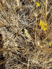 Deinandra bacigalupii