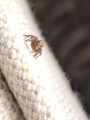 Pseudeuophrys lanigera