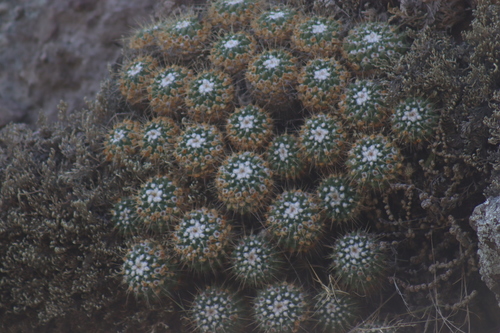 Image of Mammillaria compressa by (c) Comisión Estatal de Biodiversidad del Estado de Hidalgo, some rights reserved (CC BY-SA)