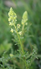 Reseda lutea