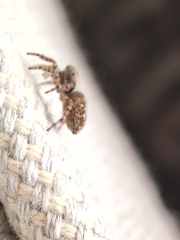 Pseudeuophrys lanigera