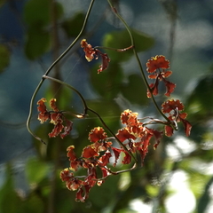 Cyrtochilum serratum