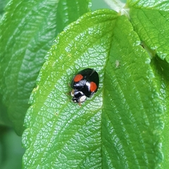 Harmonia axyridis