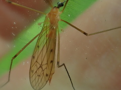 Limonia phragmitidis