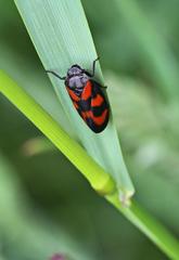 Cercopis vulnerata