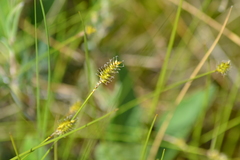 Carex exilis