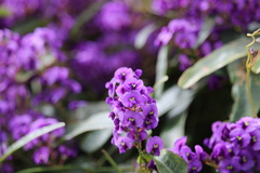 Hardenbergia