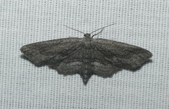 Aethaloida packardaria