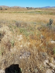 Chloropyron palmatum